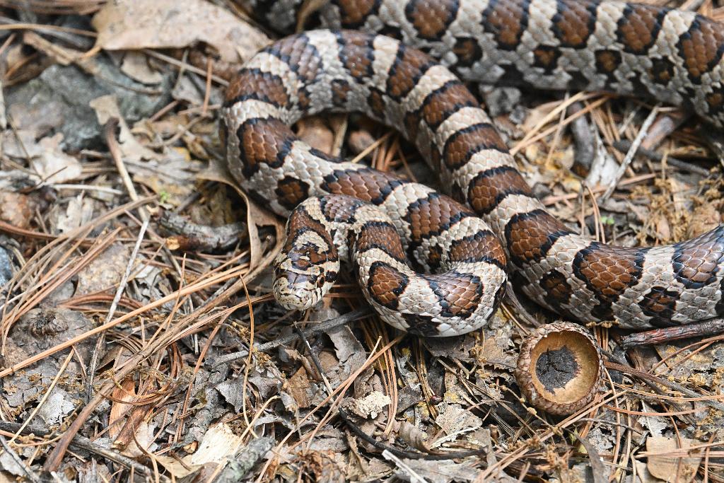 2025-05288750 Oxbow NWR, MA.JPG - Milk Snake. Oxbow National Wildlife Refuge, MA, 5-28-2025